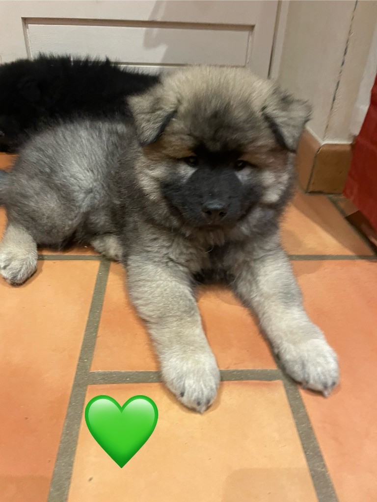 Du Domaine Du Suel - Chiot disponible  - Eurasier