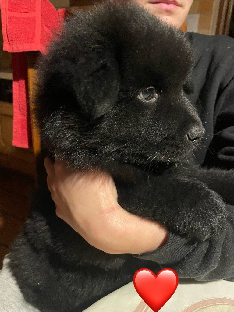 Du Domaine Du Suel - Chiot disponible  - Eurasier