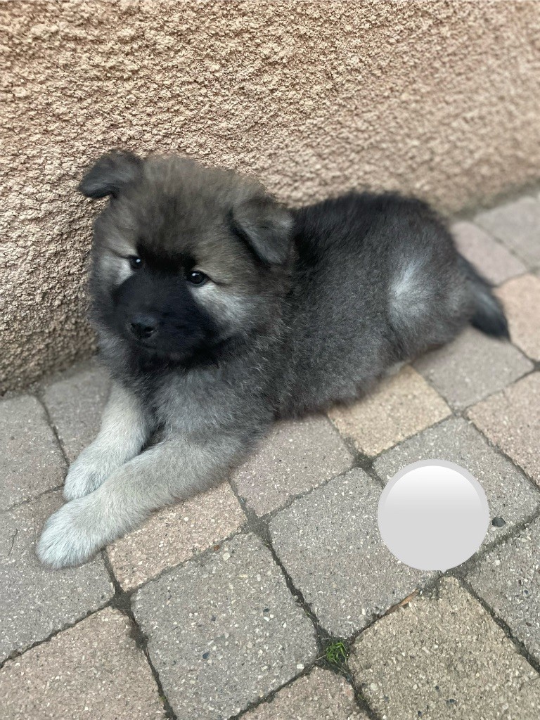 Du Domaine Du Suel - Chiot disponible  - Eurasier