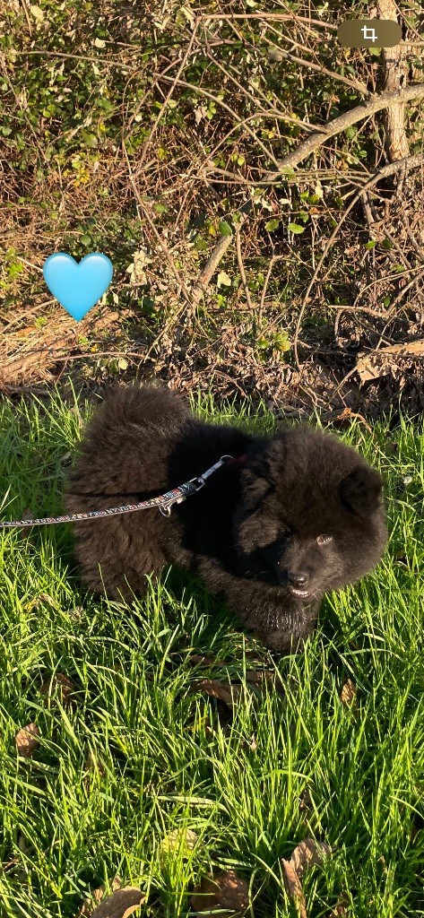 Du Domaine Du Suel - Chiot disponible  - Eurasier