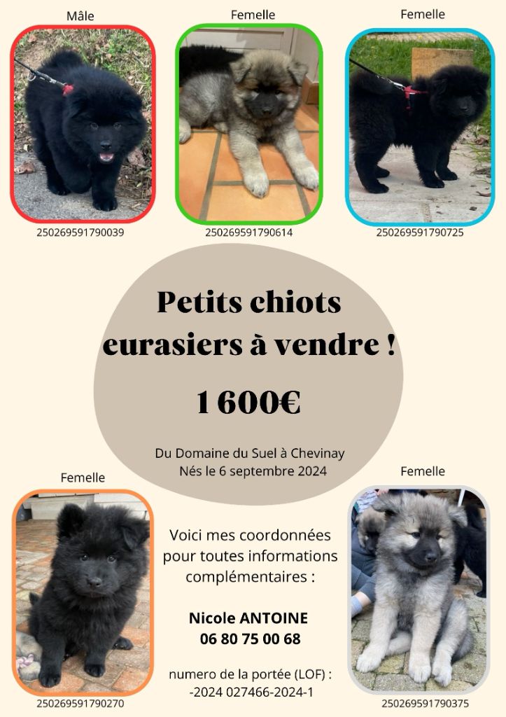 Chiots à vendre